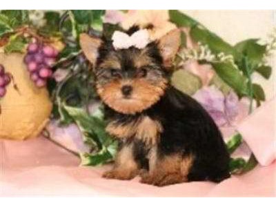 AKC Registered TeaCup Yorkie Puppies
